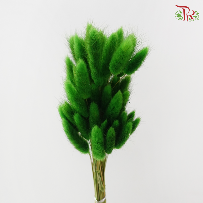 Dry Lagurus Bunny Tail