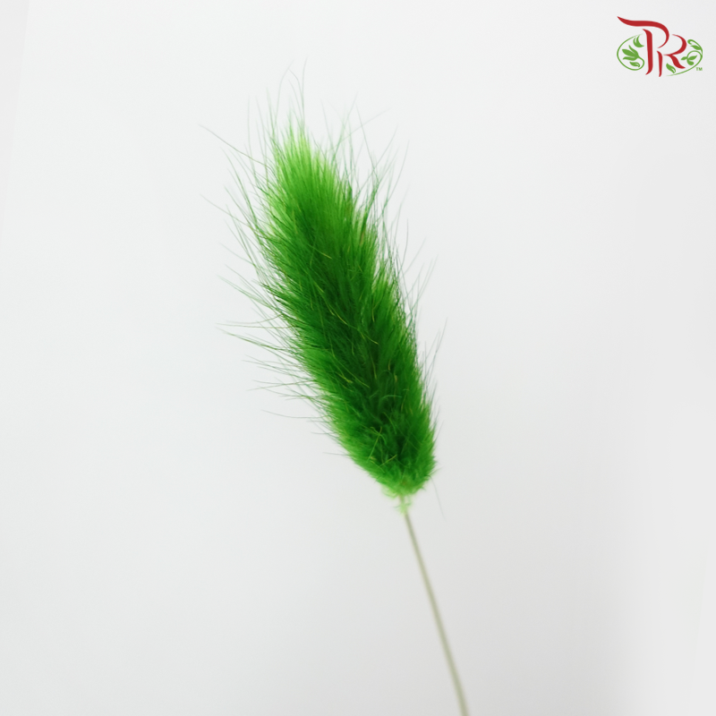 Dry Lagurus Bunny Tail