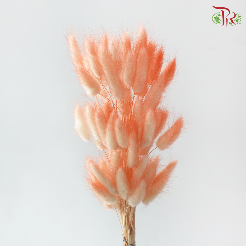 Dry Lagurus Bunny Tail