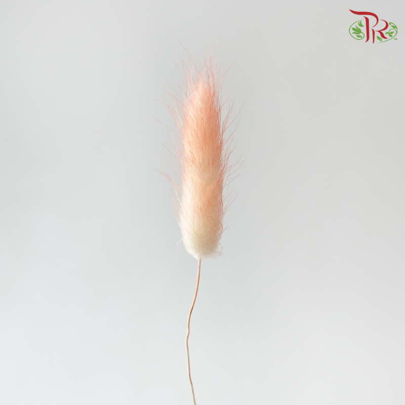 Dry Lagurus Bunny Tail