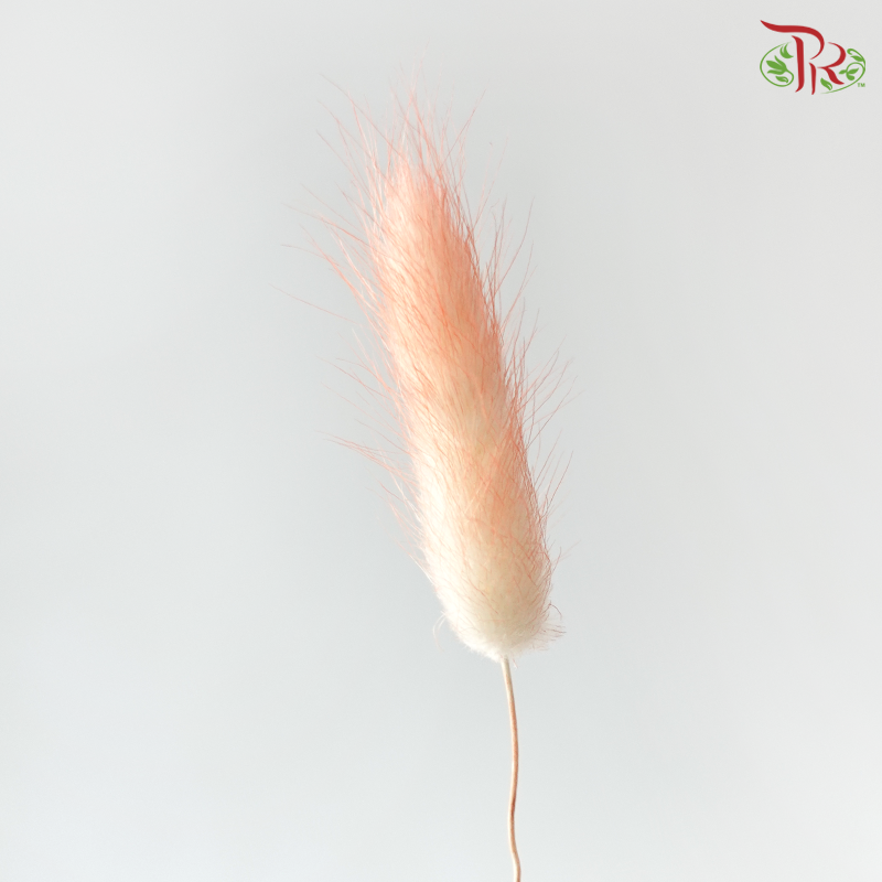 Dry Lagurus Bunny Tail