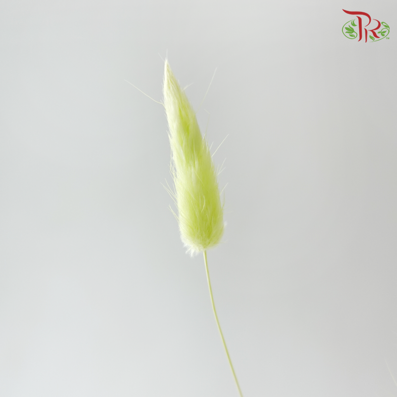 Dry Lagurus Bunny Tail