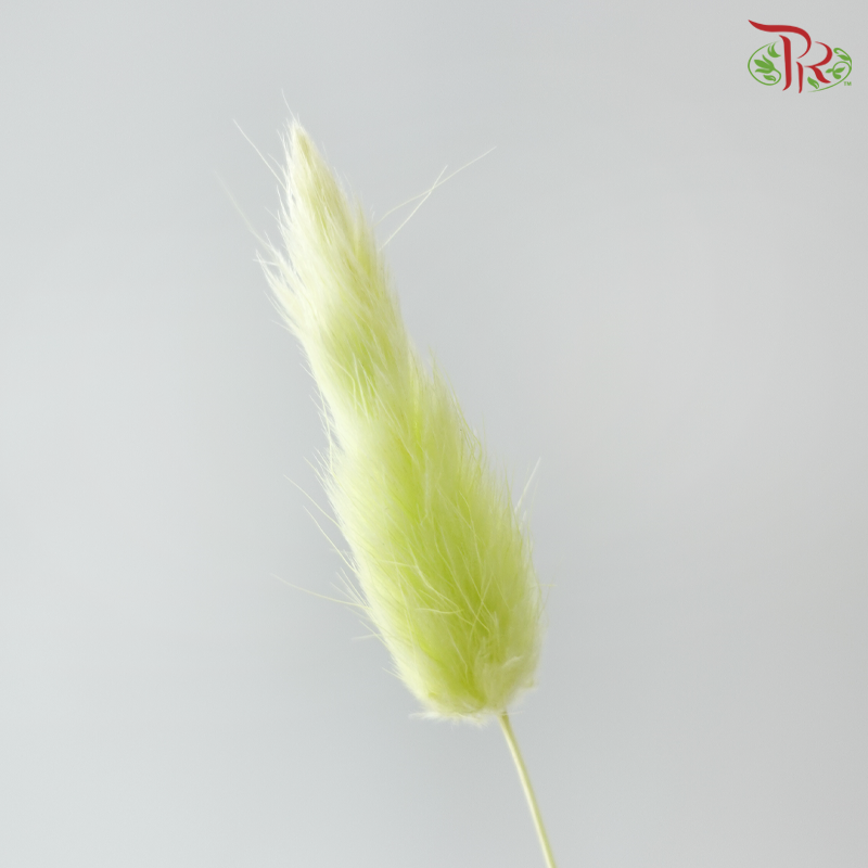 Dry Lagurus Bunny Tail
