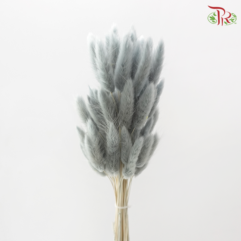 Dry Lagurus Bunny Tail