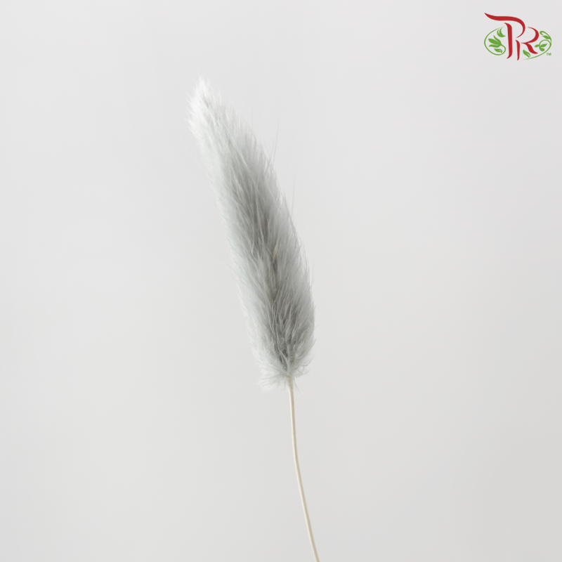 Dry Lagurus Bunny Tail