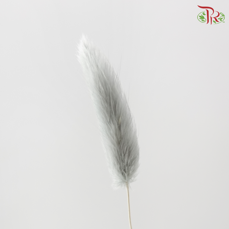 Dry Lagurus Bunny Tail