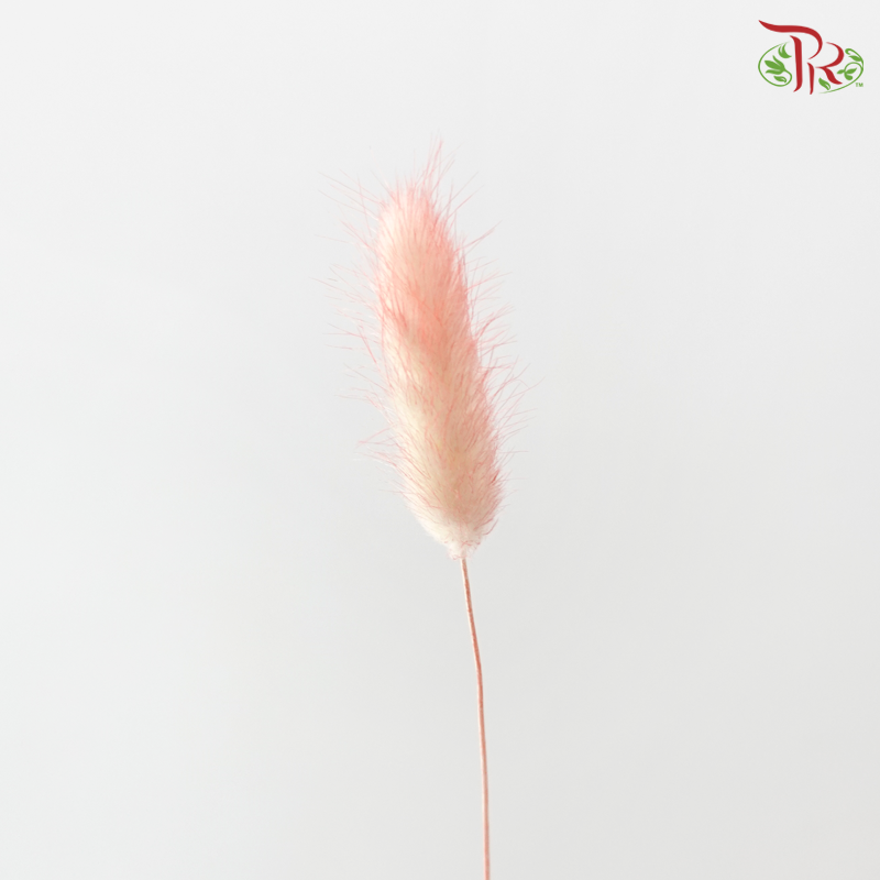 Dry Lagurus Bunny Tail