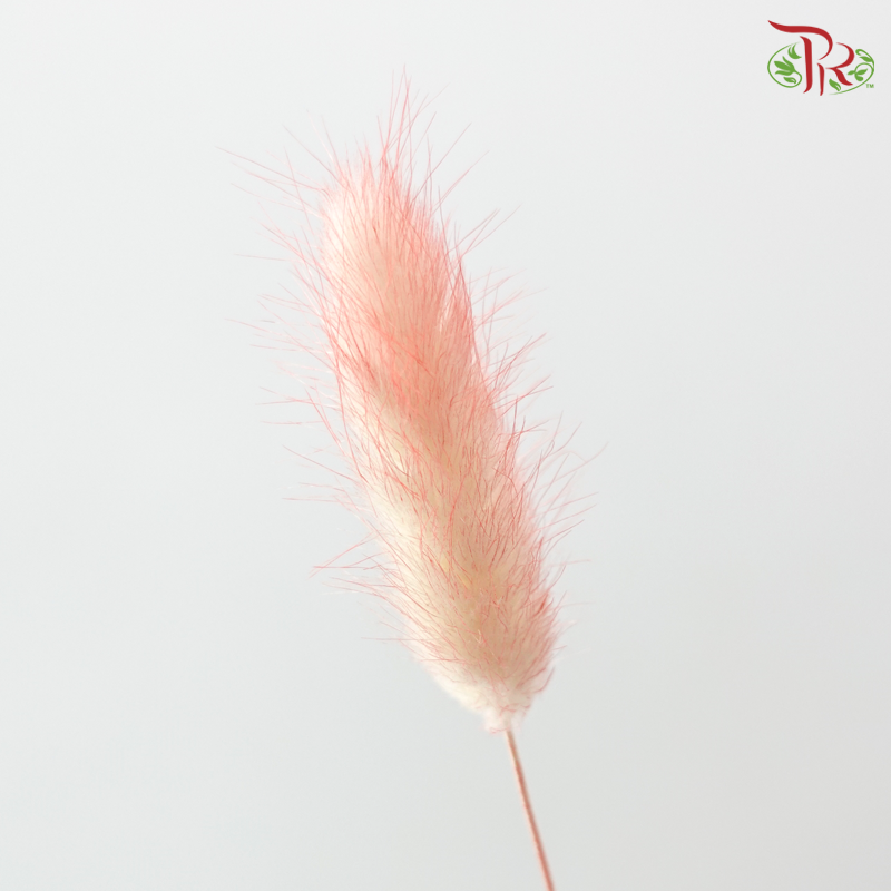 Dry Lagurus Bunny Tail