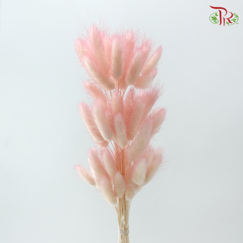 Dry Lagurus Bunny Tail