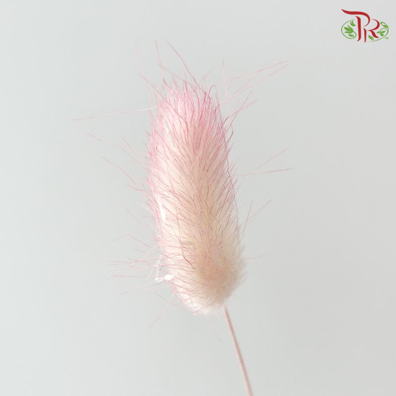 Dry Lagurus Bunny Tail