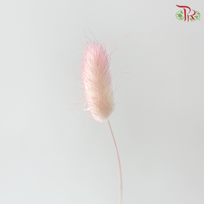 Dry Lagurus Bunny Tail