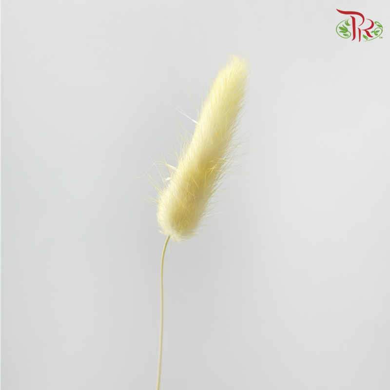 Dry Lagurus Bunny Tail