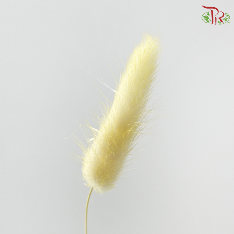 Dry Lagurus Bunny Tail