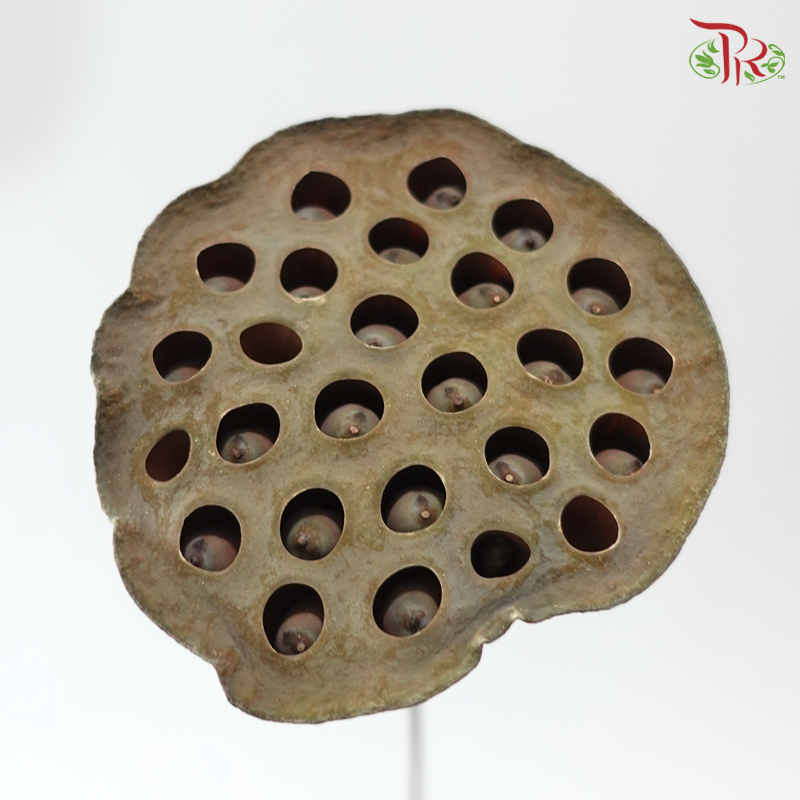 Dry Lotus Nelumbo Natural