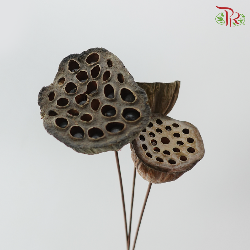Dry Lotus Nelumbo Natural