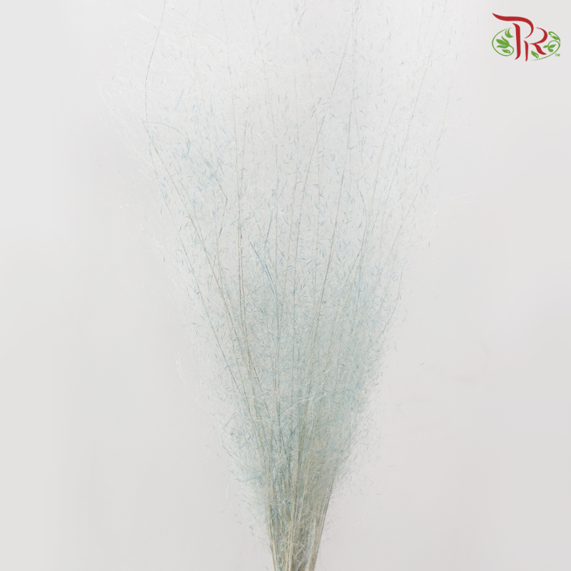 Dry Bleached Muhly Grass