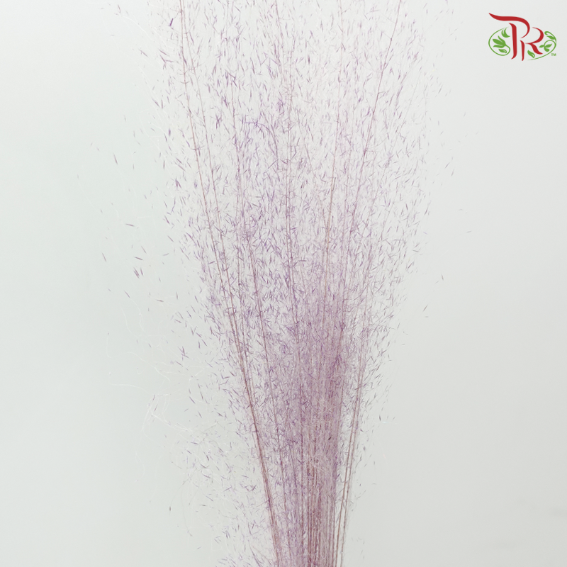 Dry Bleached Muhly Grass