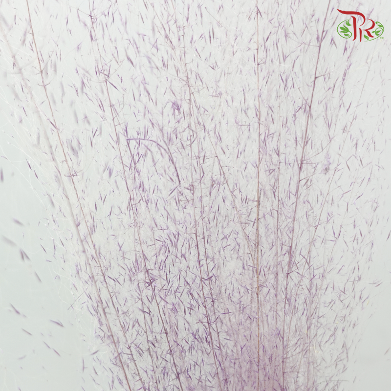 Dry Bleached Muhly Grass