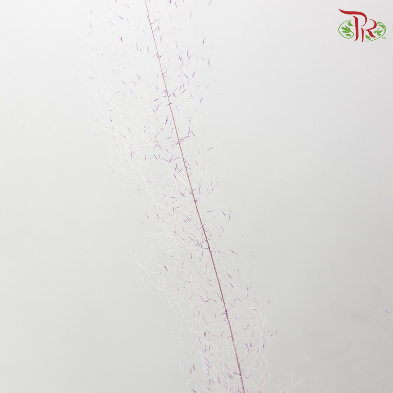 Dry Bleached Muhly Grass