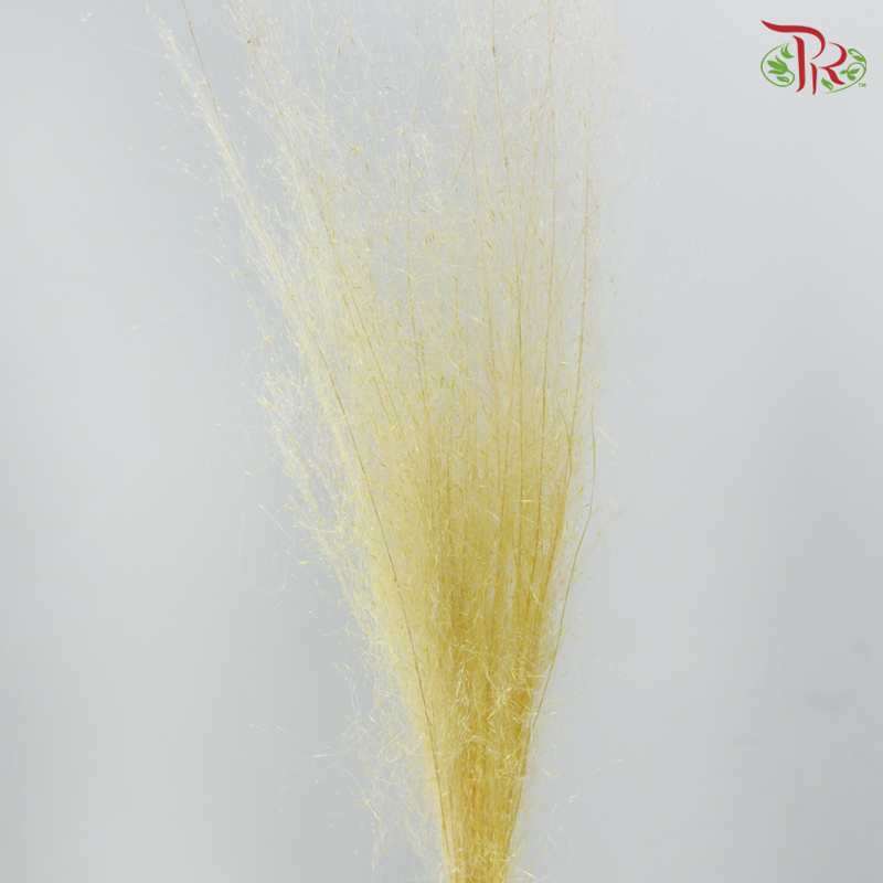 Dry Bleached Muhly Grass