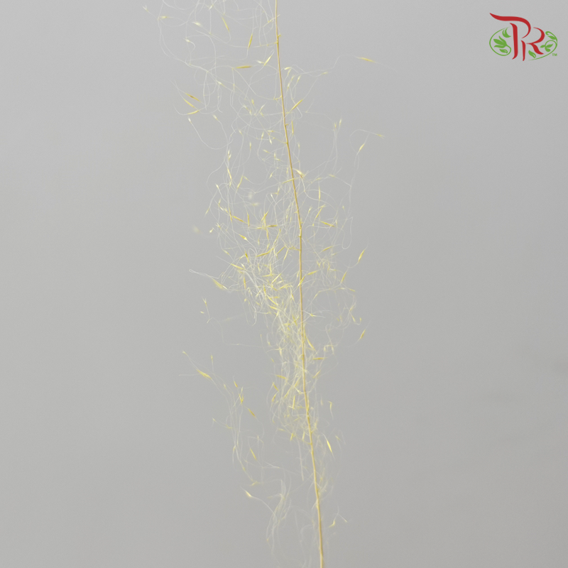 Dry Bleached Muhly Grass