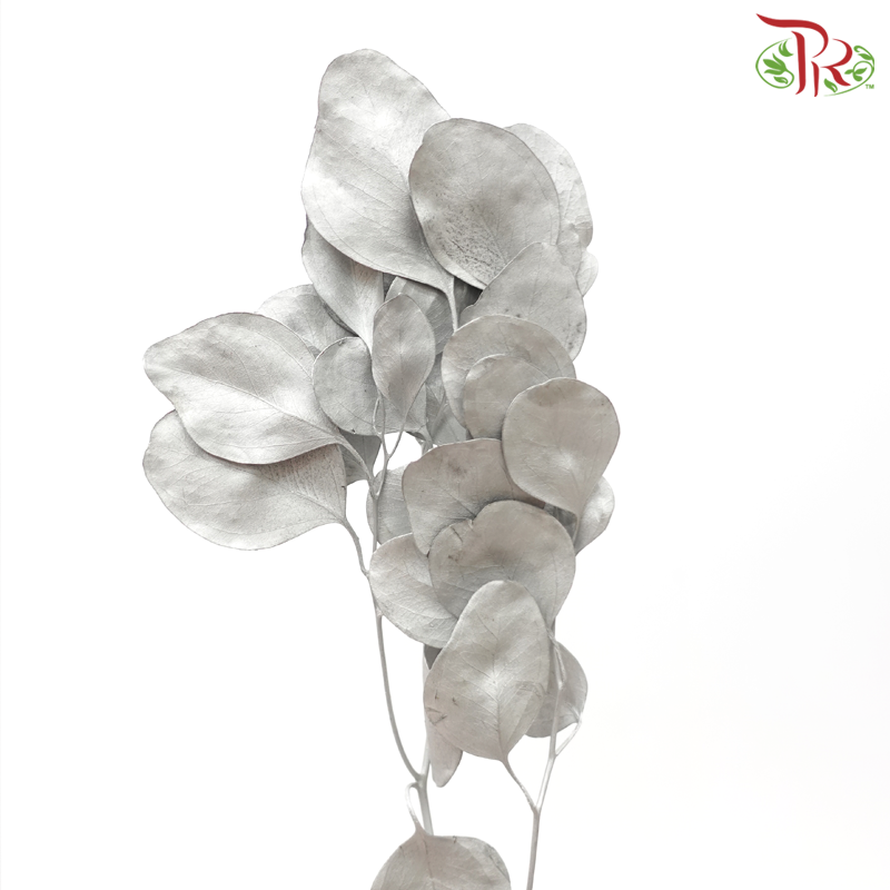 Dried Eucalyptus Silver Dollar