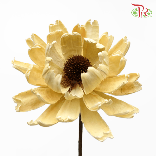 Dry Ling Jian Lotus - (2 Stems) - Pudu Ria Florist