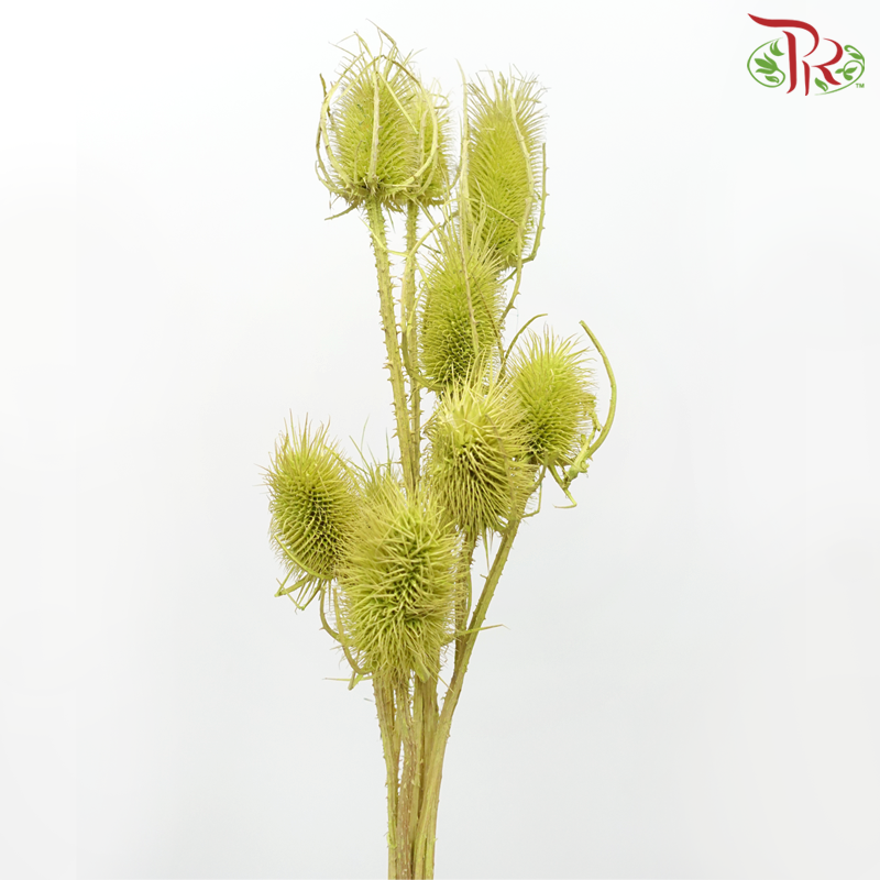 Dry Cardus Bleached -  Light Green (Per Bunch) - Pudu Ria Florist