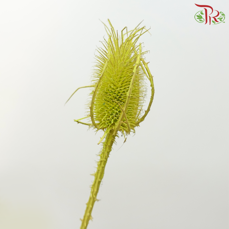 Dry Cardus Bleached -  Light Green (Per Bunch) - Pudu Ria Florist