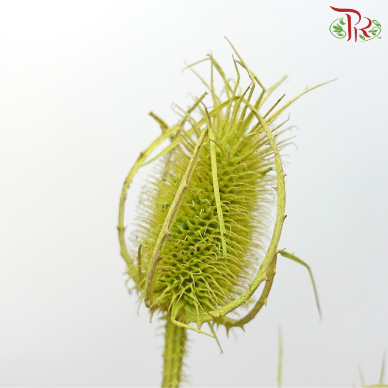 Dry Cardus Bleached -  Light Green (Per Bunch) - Pudu Ria Florist