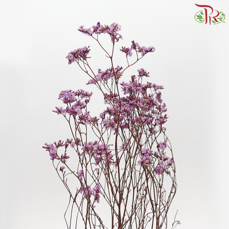 Dried Caspia - Purple (Per Bunch) - Pudu Ria Florist