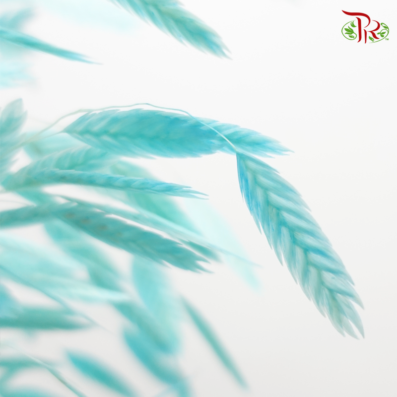 Dry Chasmanthium - Turquoise (Per Bunch) - Pudu Ria Florist