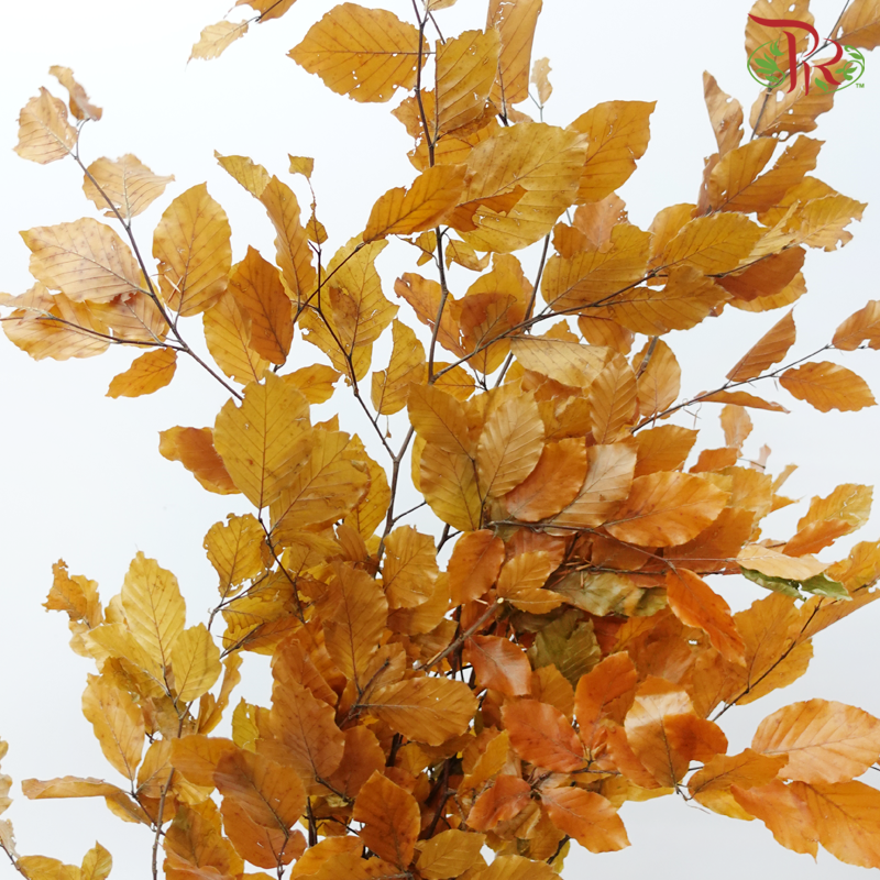 Dry Copper Beech Fagus