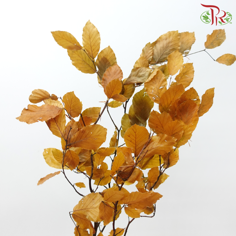 Dry Copper Beech Fagus