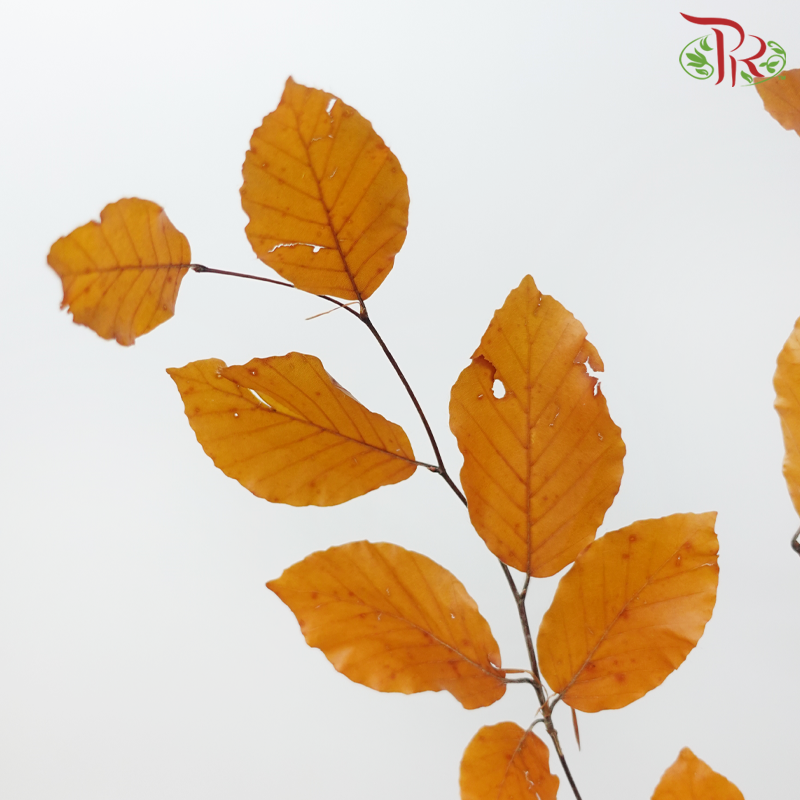 Dry Copper Beech Fagus