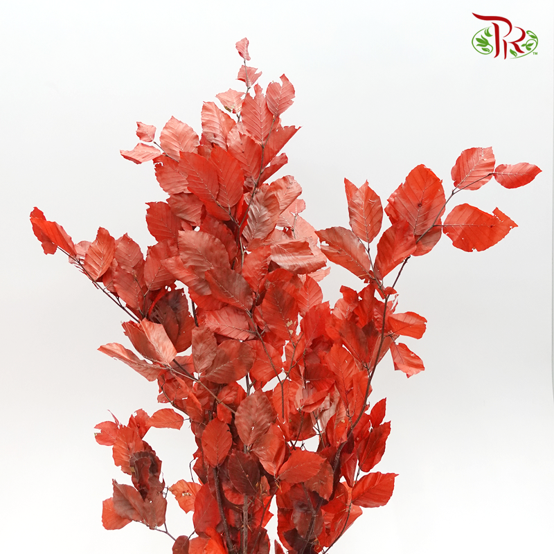 Dried Copperbeech Fagus - Red (Per Bunch) - Pudu Ria Florist