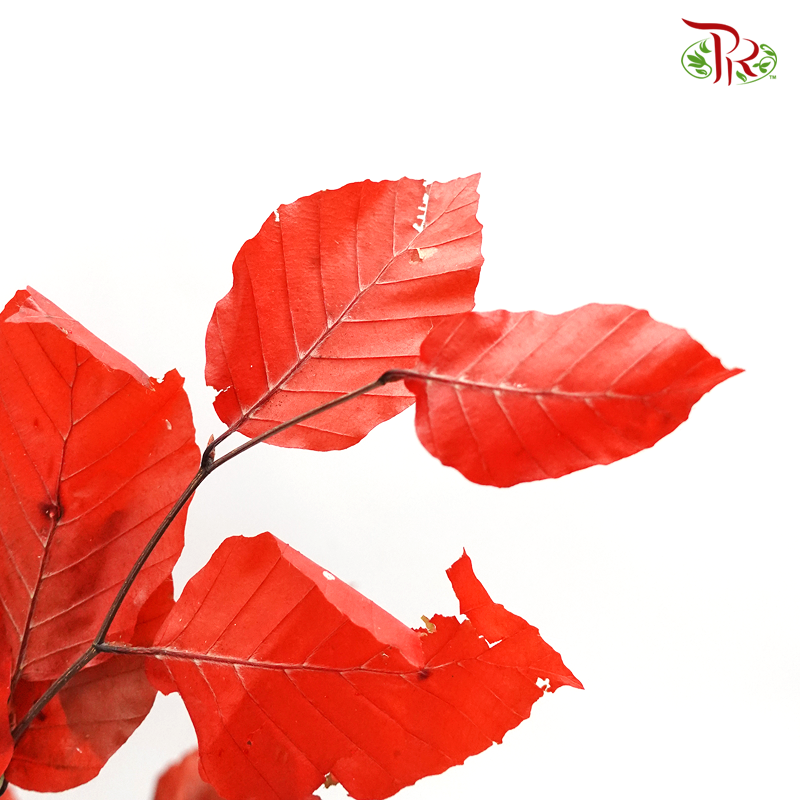Dried Copperbeech Fagus - Red (Per Bunch) - Pudu Ria Florist