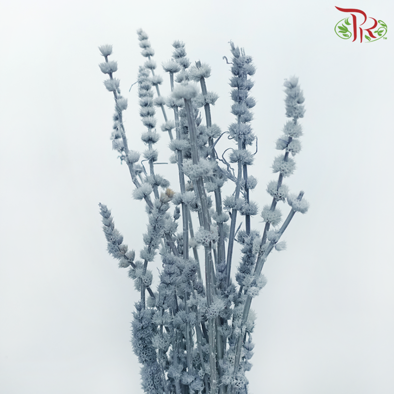 Dry Helichrysum - Grey (Per Bunch) - Pudu Ria Florist