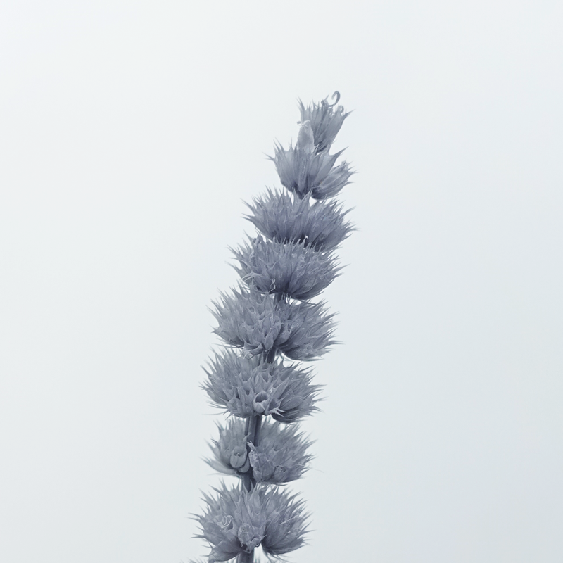 Dry Helichrysum - Grey (Per Bunch) - Pudu Ria Florist