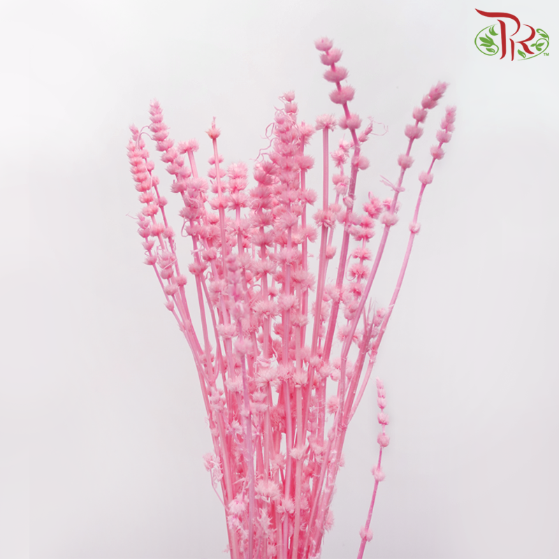 Dry Helichrysum - Pink (Per Bunch) - Pudu Ria Florist