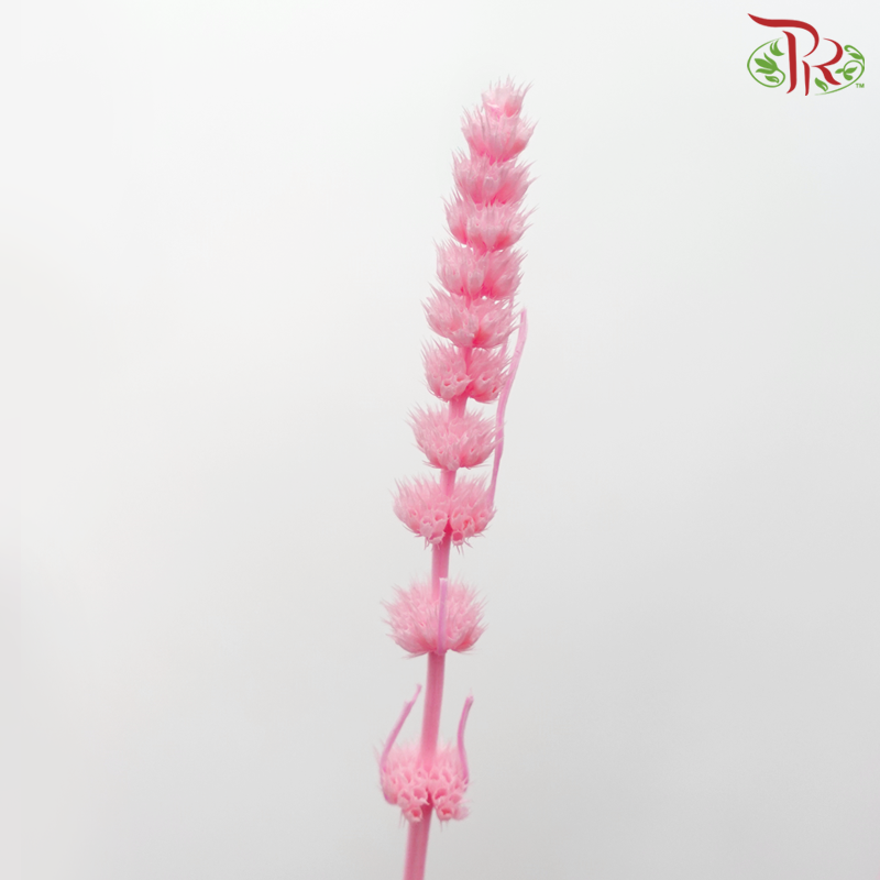 Dry Helichrysum - Pink (Per Bunch) - Pudu Ria Florist