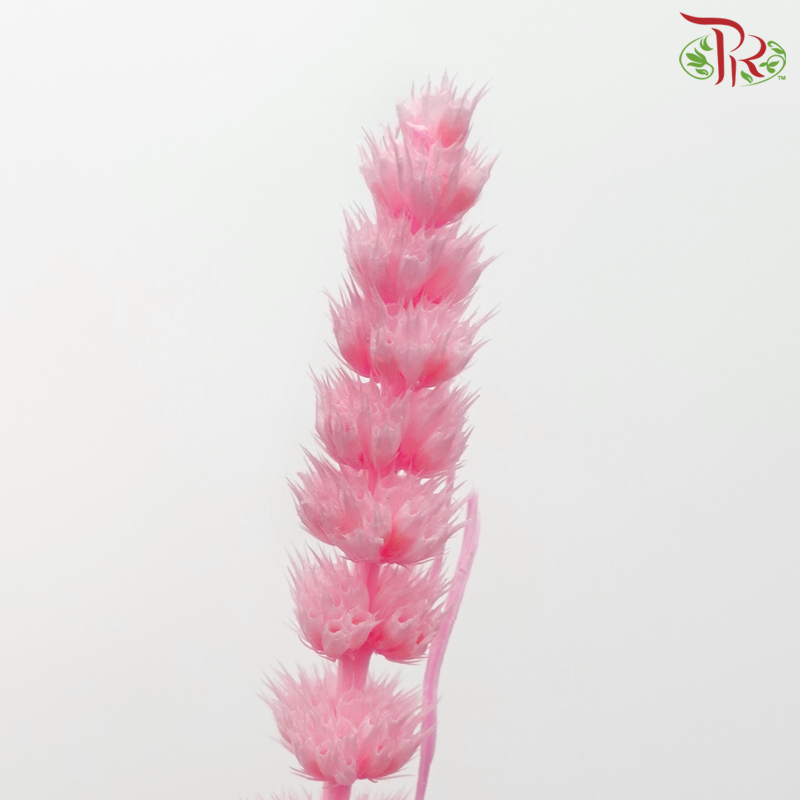 Dry Helichrysum - Pink (Per Bunch) - Pudu Ria Florist