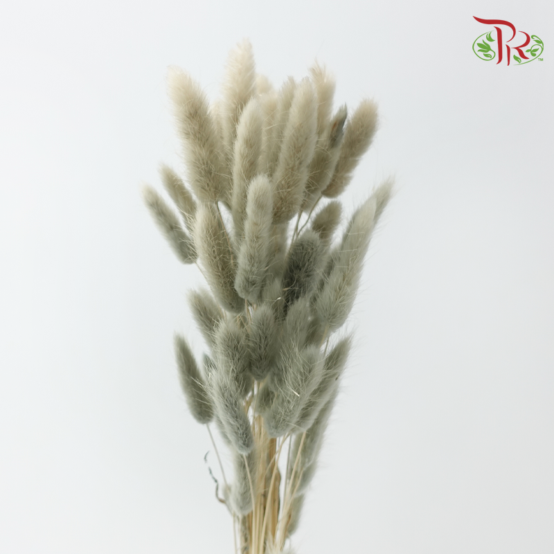 Dry Lagurus Bunny Tail