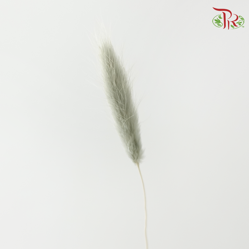 Dry Lagurus Bunny Tail