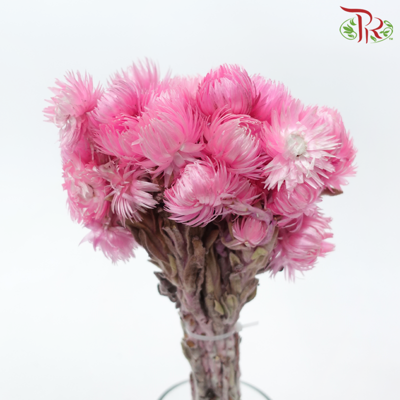 Dry Mini Silver Daisy