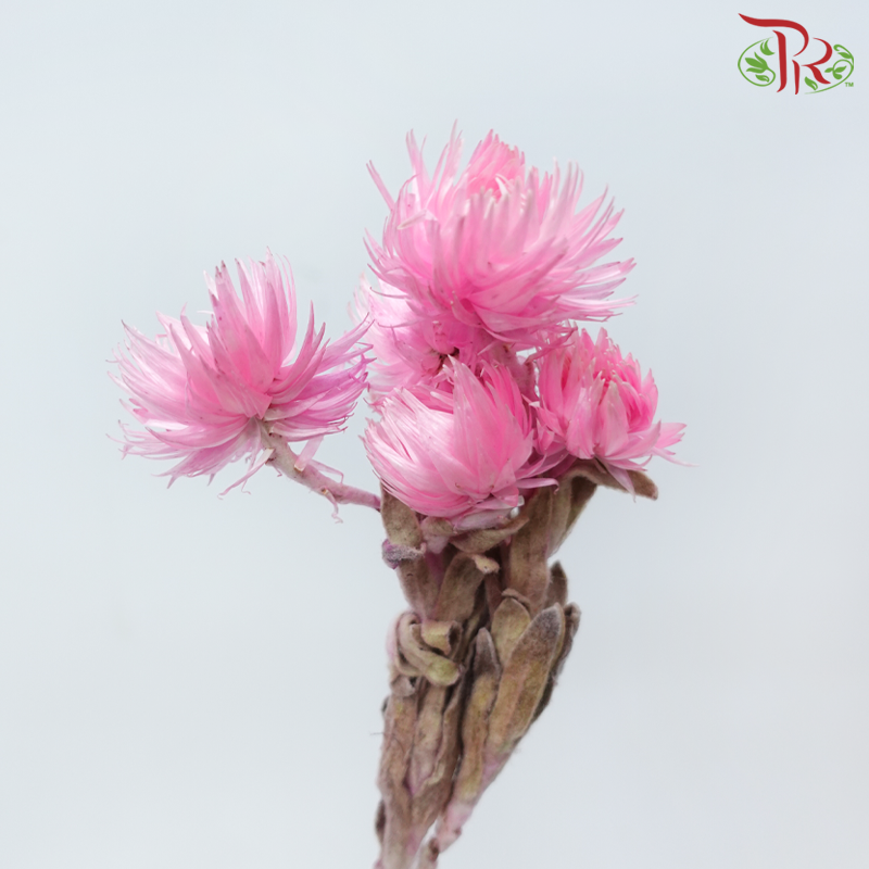 Dry Mini Silver Daisy