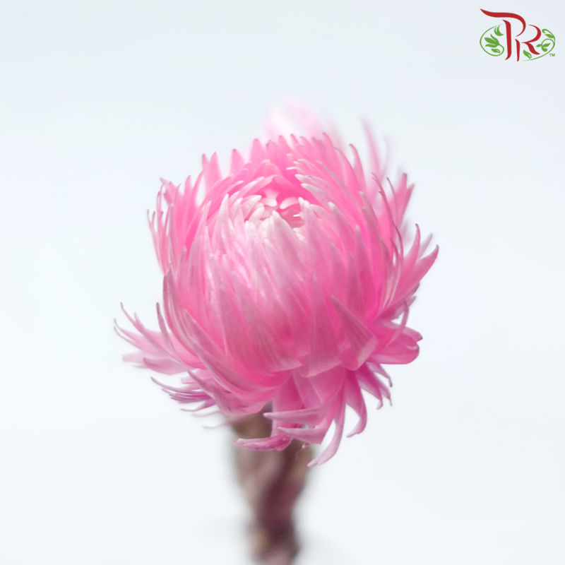 Dry Mini Silver Daisy