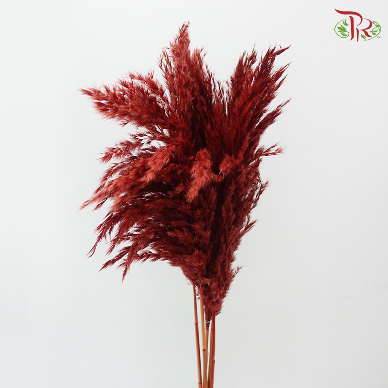 Dry Wild Pampas Grass