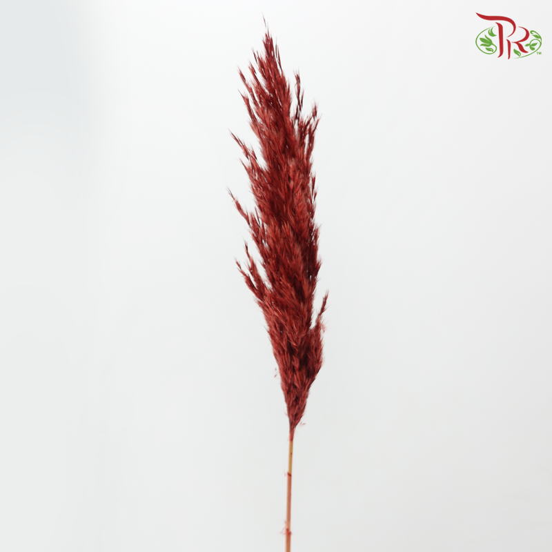 Dry Wild Pampas Grass