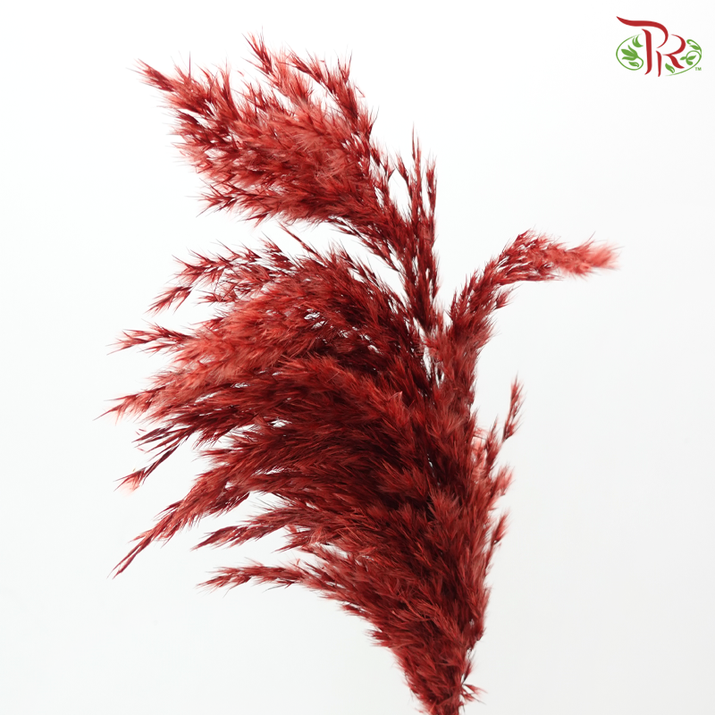 Dry Wild Pampas Grass